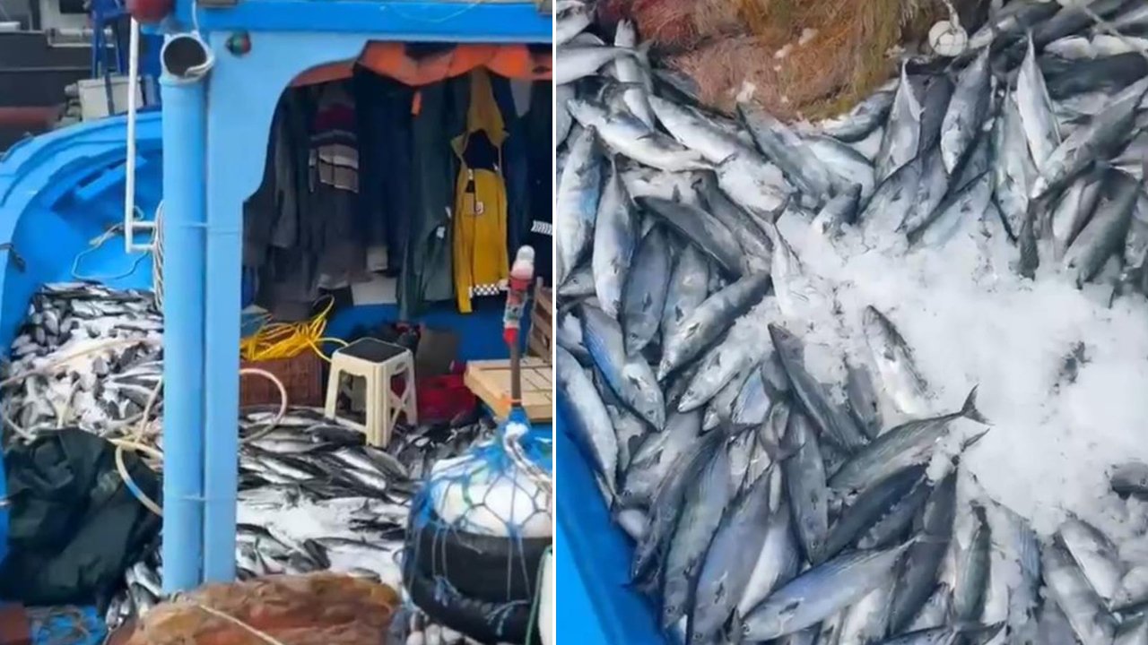 Denize açıldı, bir gecede ağına 2 bin palamut takıldı