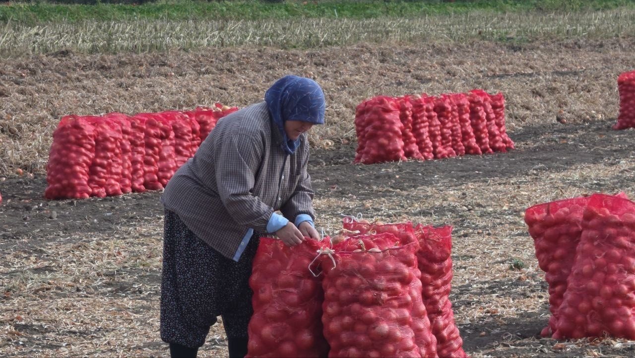 100 yıllık hasat başladı! Tarlada kilosu 15 TL