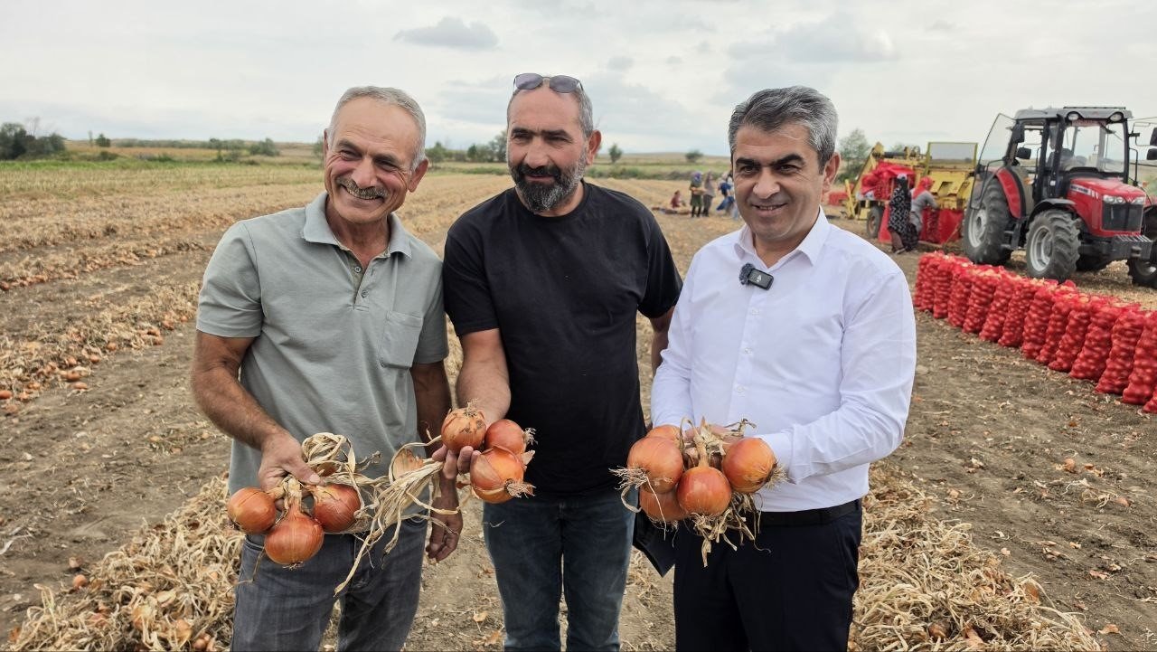 100 yıllık hasat başladı! Tarlada kilosu 15 TL