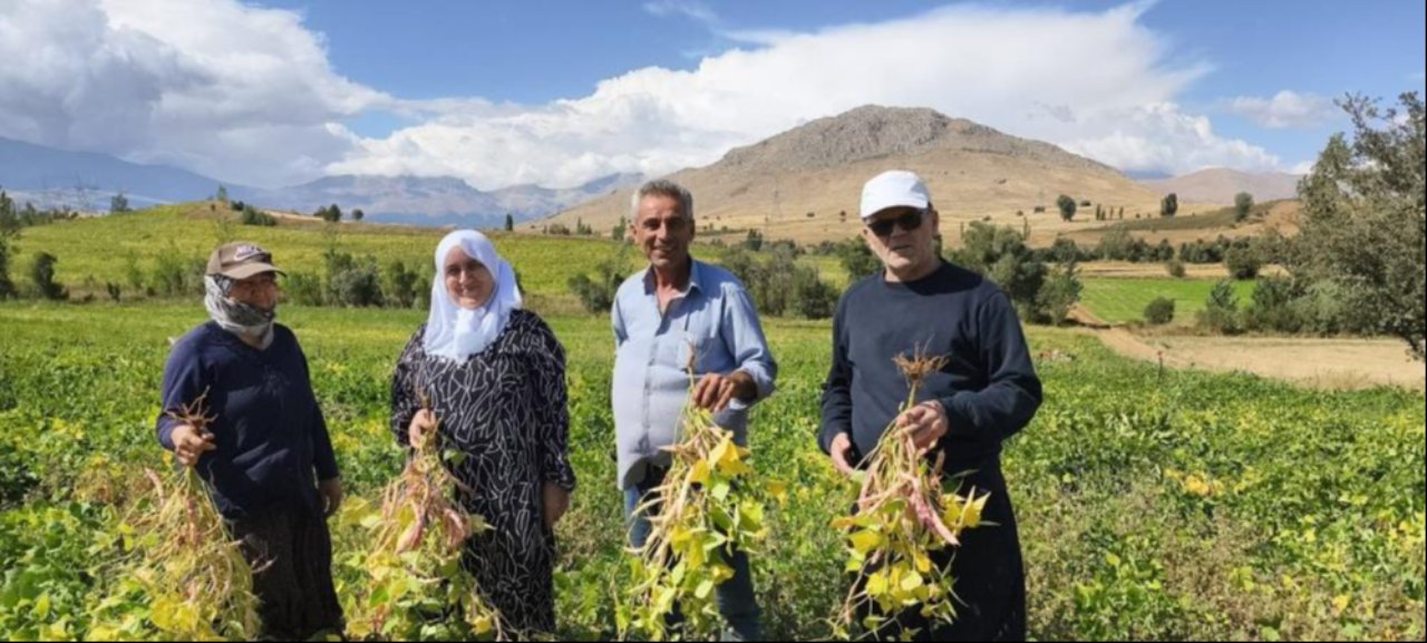 Coğrafi işaretli baklagilde hasat başladı! Tarlada kilosu 125 TL
