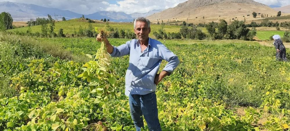 Coğrafi işaretli baklagilde hasat başladı! Tarlada kilosu 125 TL