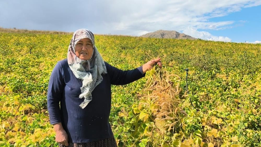 Coğrafi işaretli baklagilde hasat başladı! Tarlada kilosu 125 TL