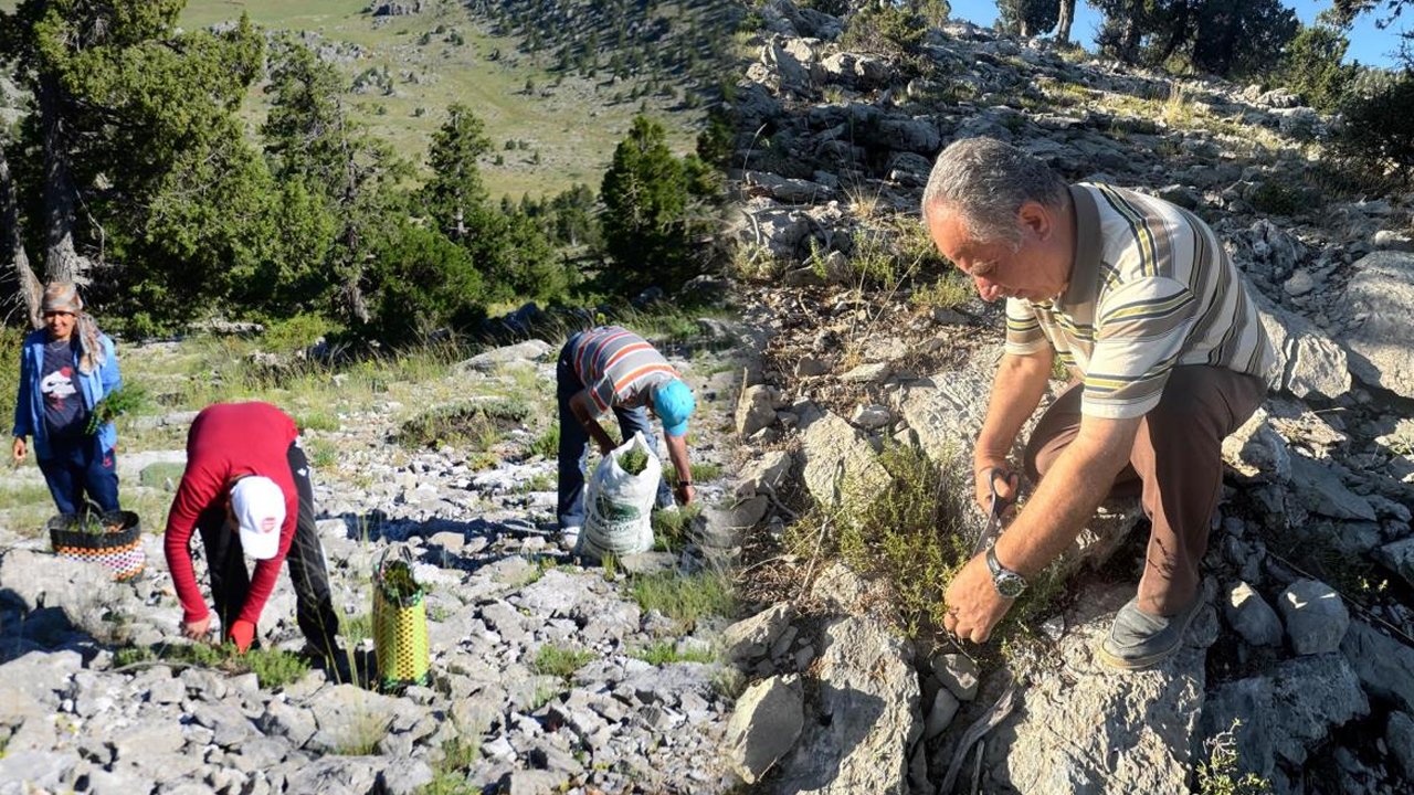 Dünyanın en kalitelisi Antalya'da yetişiyor! Dağlardan toplayıp demetini 50 liraya satıyorlar
