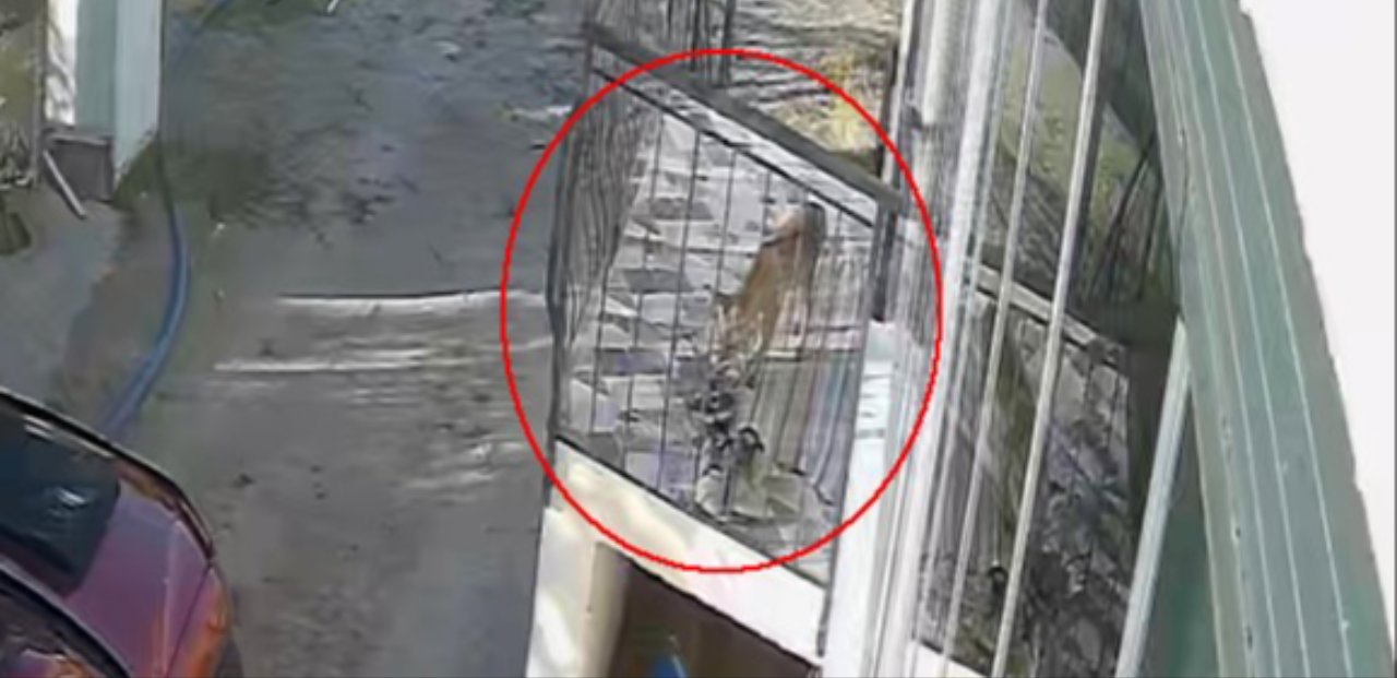 Konya'da 'kedi köpek sandığı' terlik hırsızı tilki çıktı! O anlar kamerada