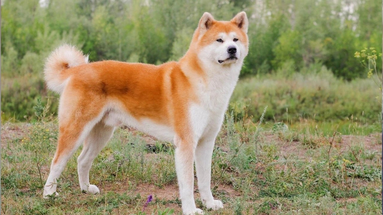 Köpek saldırısına uğrayan çocuğa 1 milyon 200 bin lira tazminat