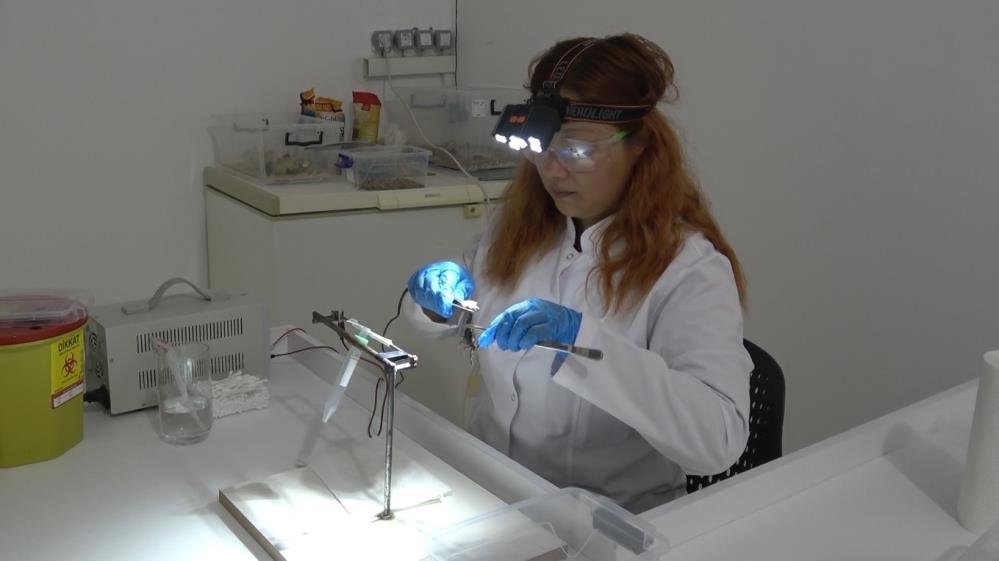 Samsun'da ilaç ve savunma sanayisi için akrep zehri üretimi başlıyor! Köyde kurdukları tesisle "sıvı altın" üretecekler