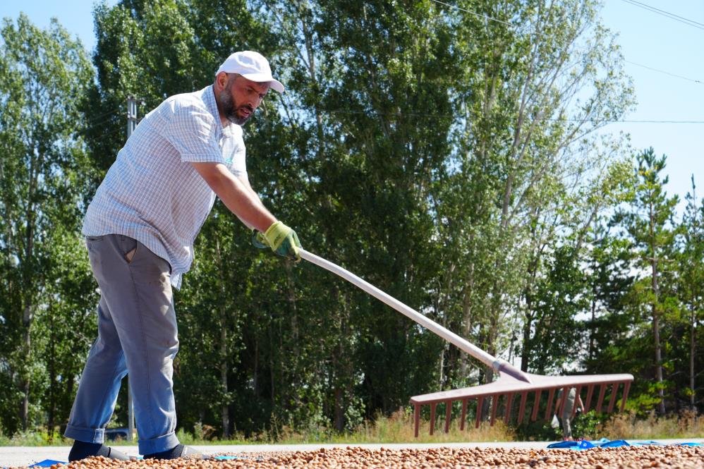 Trabzon'da topluyorlar! Kurutmak için 100 kilometreden fazla yol gidiyorlar