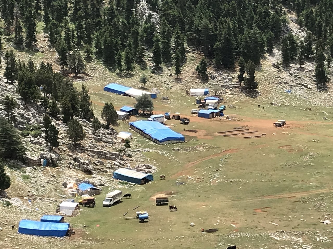 Kesmesi 15 gün sürüyor! Eskiden para ederdi, şimdi alan yok çöpe gidiyor