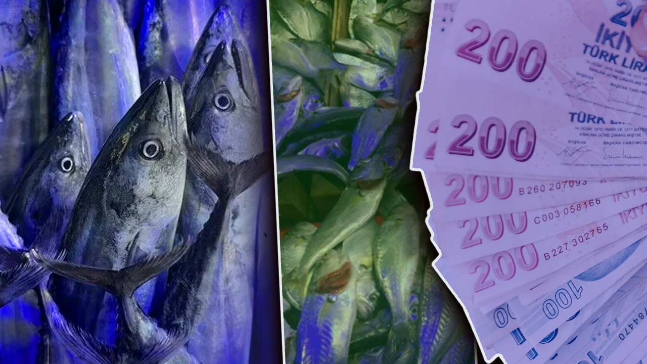 Kilogramı 140,91 lira! 156 tondan fazla satıldı, İstanbul’un ağustos şampiyonu belli oldu