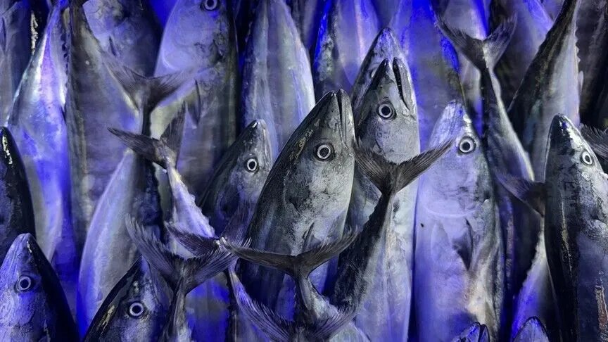 Kilogramı 140,91 lira! 156 tondan fazla satıldı, İstanbul’un ağustos şampiyonu belli oldu