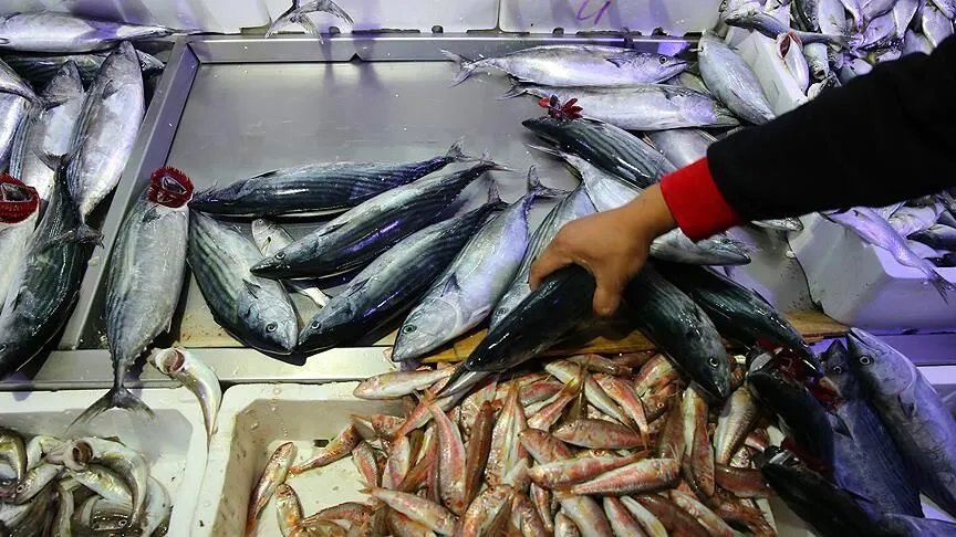 Kilogramı 140,91 lira! 156 tondan fazla satıldı, İstanbul’un ağustos şampiyonu belli oldu