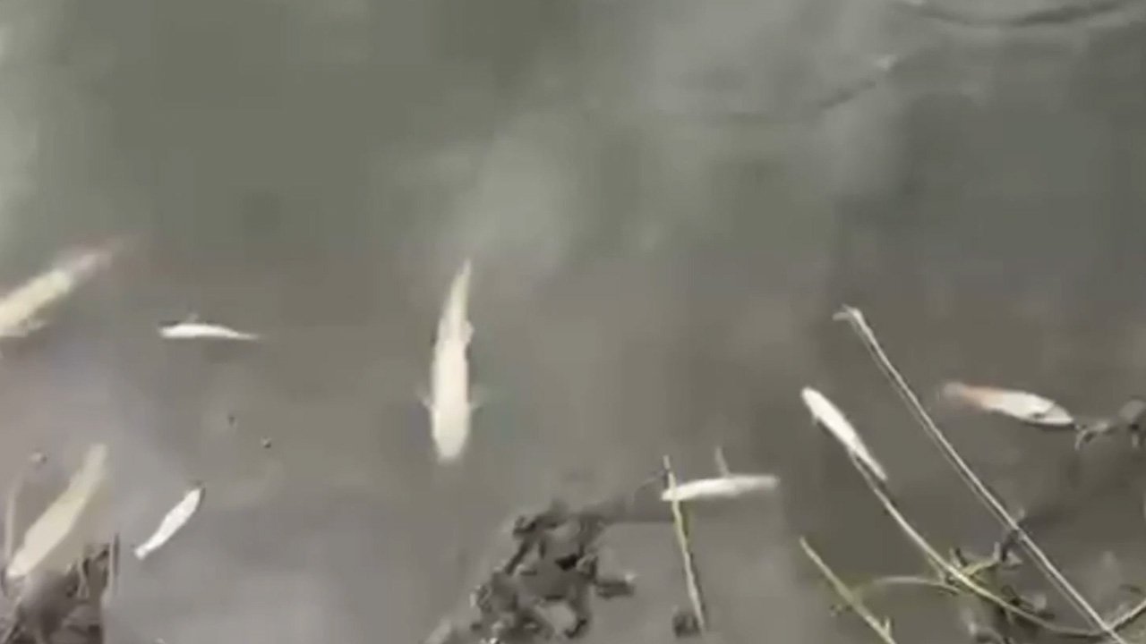 Kura Nehri'nde gizemli balık ölümleri! Ekipler harekete geçti