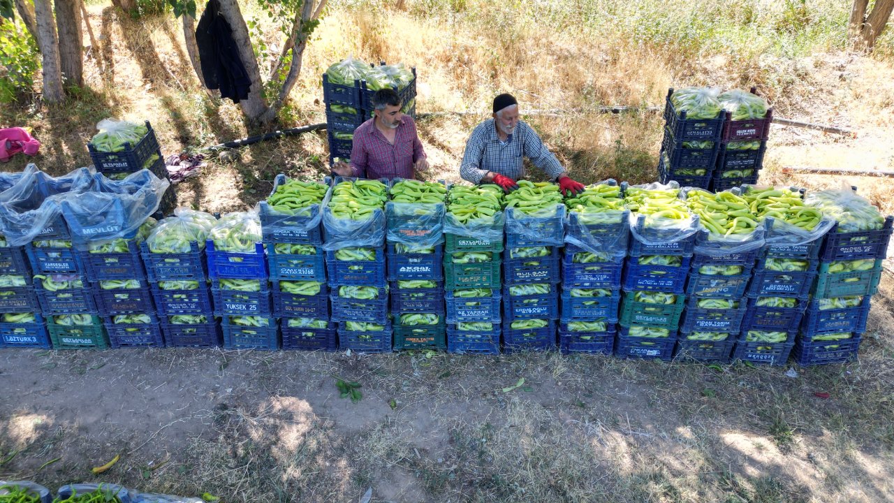 86 yaşında hala üretiyor! Bölgenin ihtiyacını tek başına karşılıyor