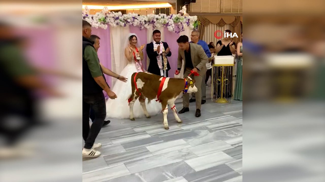 Altın veya para beklerken buzağı geldi! Genç çifti şaşırtan hediye davetlilerin ilgi odağı oldu