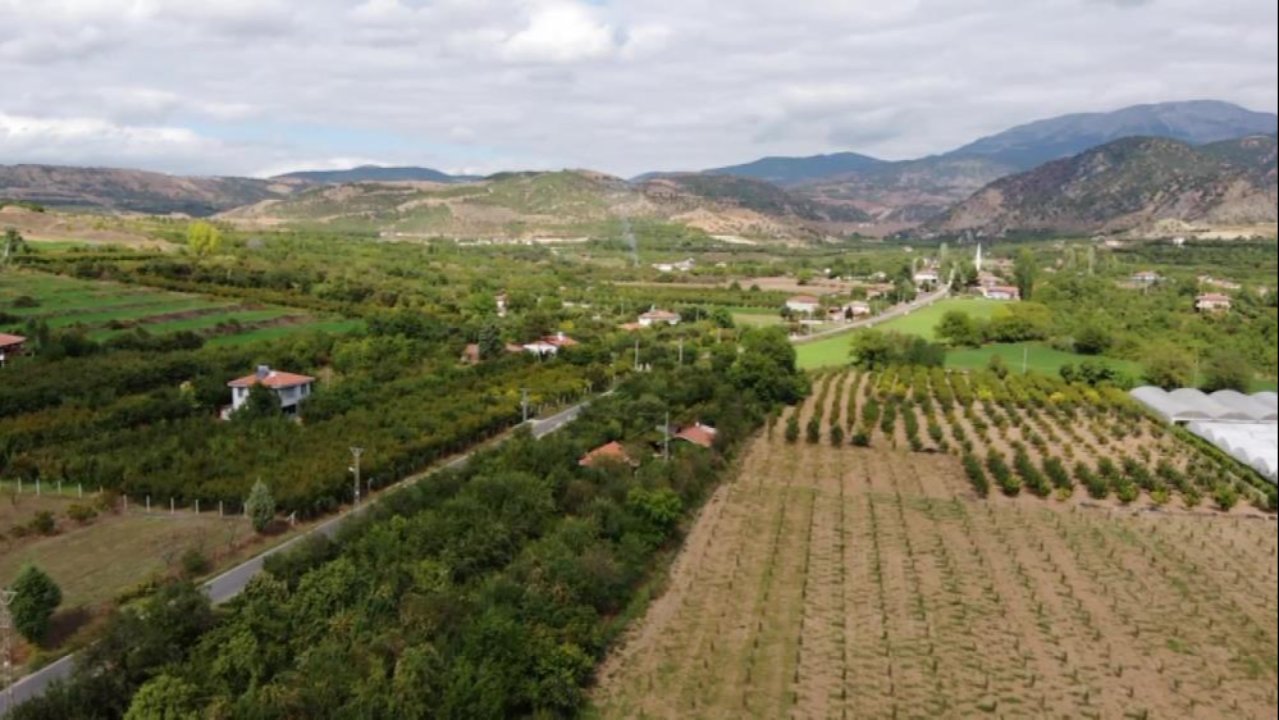 Coğrafi işaretli meyvede hasat başladı! Fiyatı dalında 30 lira