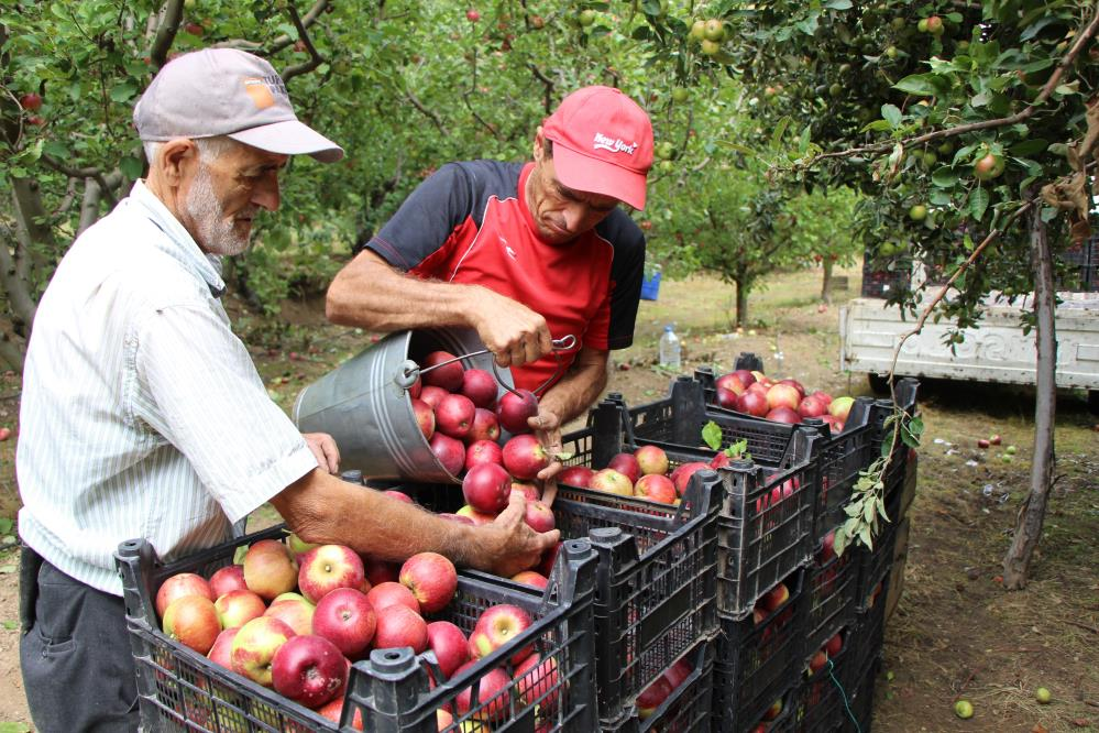 Coğrafi işaretli meyvede hasat başladı! Fiyatı dalında 30 lira