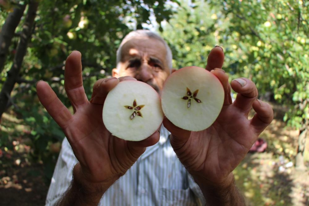 Coğrafi işaretli meyvede hasat başladı! Fiyatı dalında 30 lira