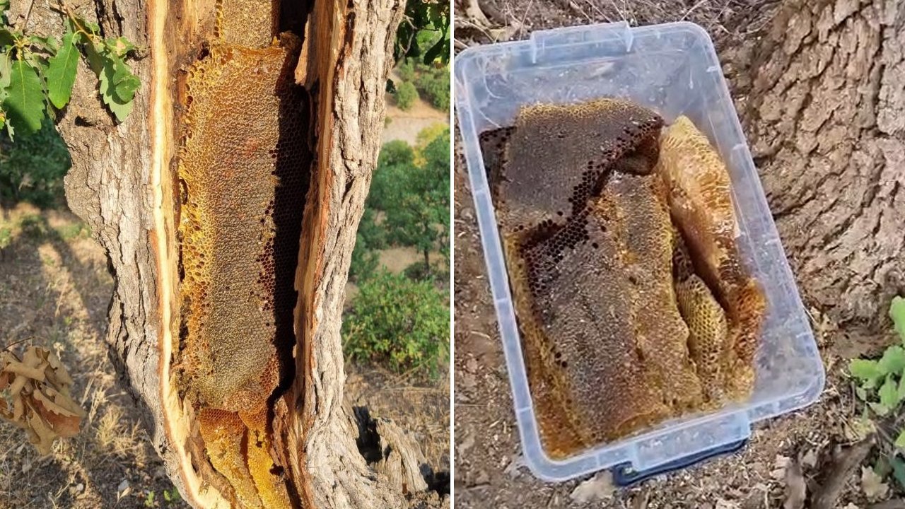 Ağaç gövdesinden petek petek doğal bal çıktı