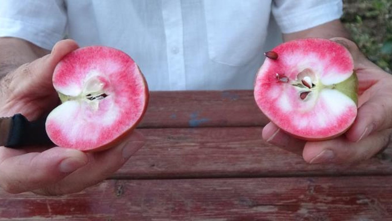 İçi kırmızı, aroması farklı! 200 yıllık geçmişi var… Kan şekerini düşürüyor