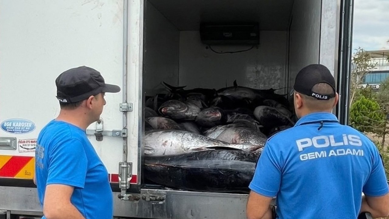 İzmir'de kaçak avlanan 3 ton orkinos ele geçirildi