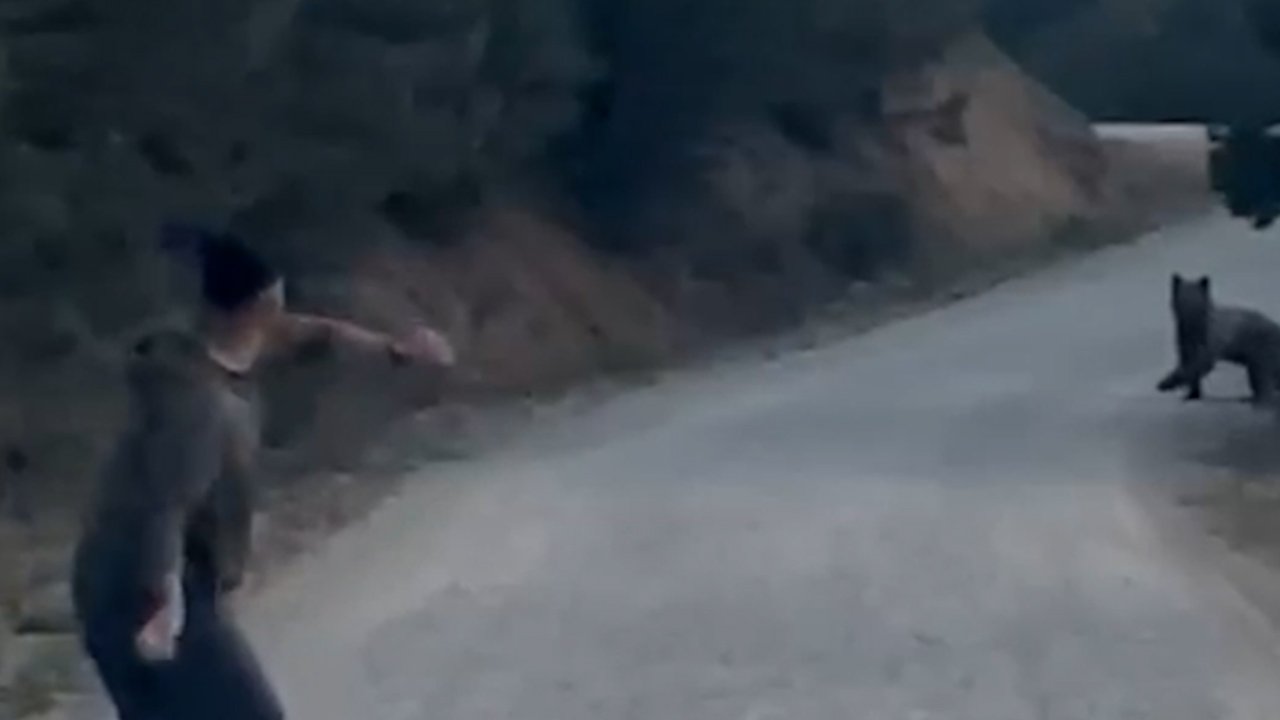 Önce bağırdı, sonra taş fırlattı! Ormandaki ilginç ayı kovalamacası kamerada