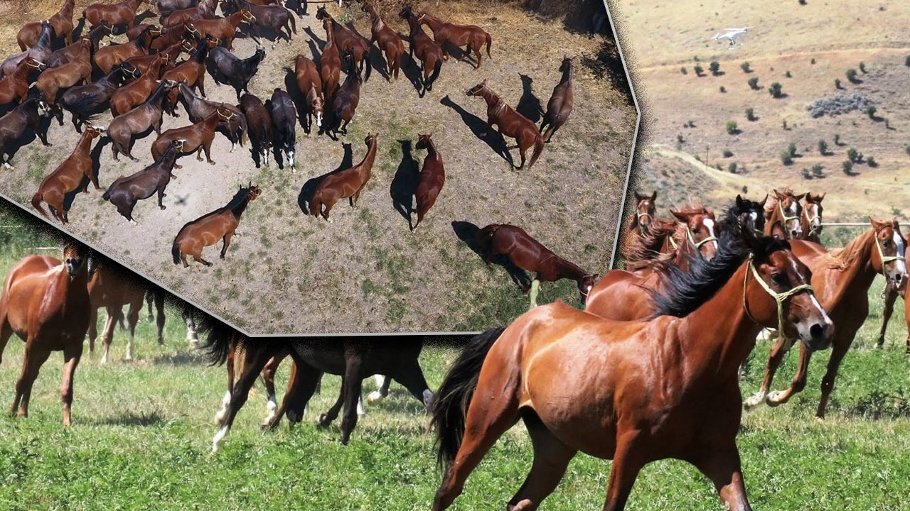 Veliefendi'de tarihi rekor! 13 safkan tay için servet ödediler: Ağa Fahri zirvede... 