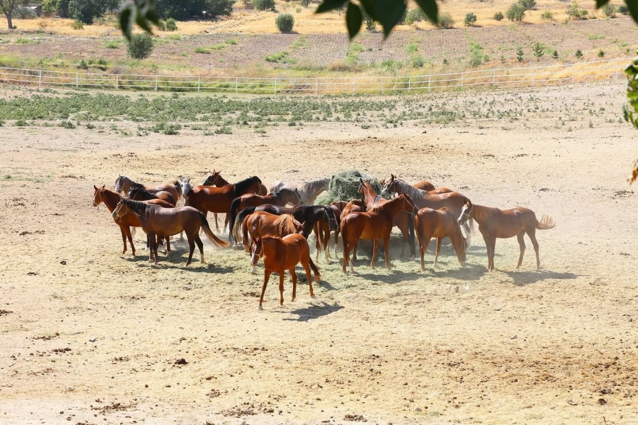 Veliefendide tarihi rekor! 13 safkan tay için servet ödediler: Ağa Fahri zirvede...