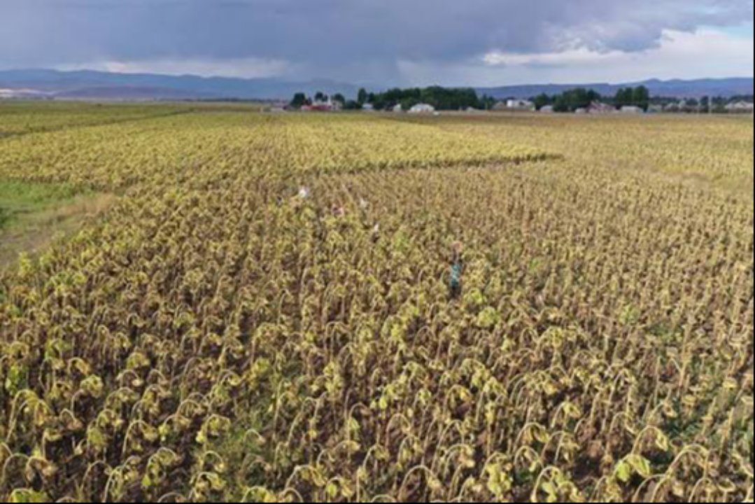 3500 ton üretim beklentisi! Ön alım fiyatı 37 lira 