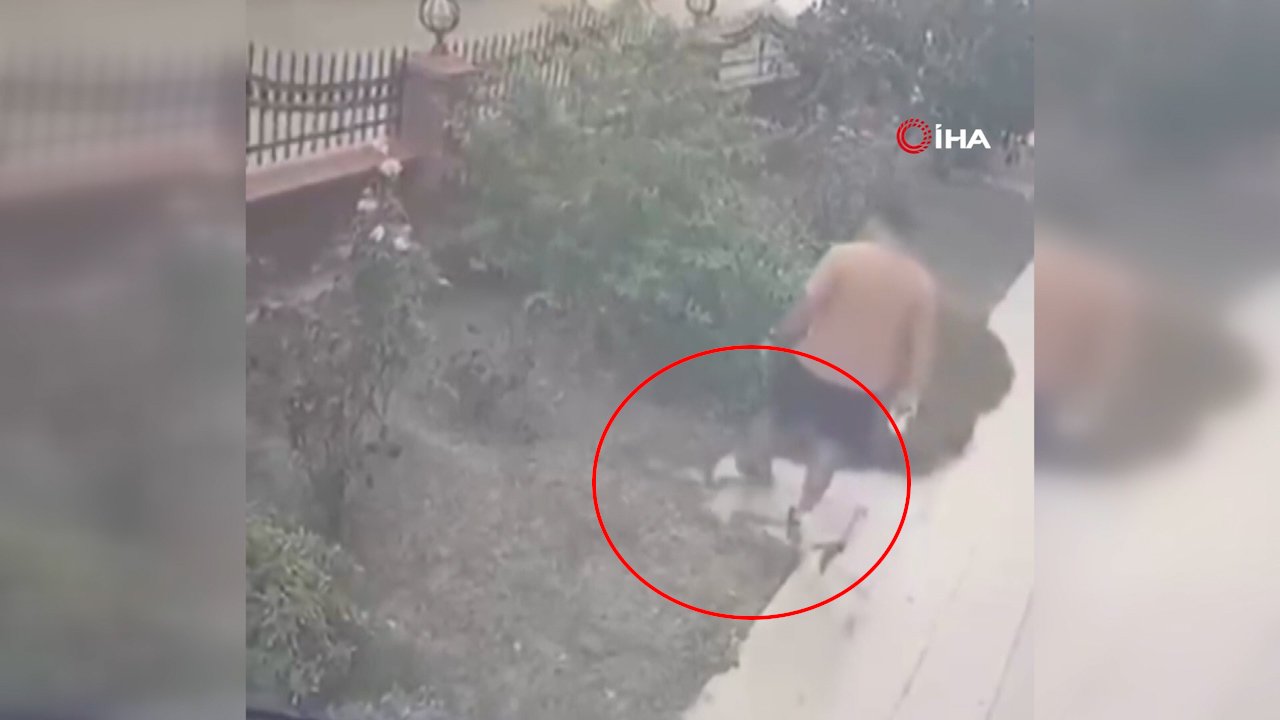 İzmir'de yürek sızlatan vicdansızlık! Yavrulu kediye durduk yere böyle tekme attı