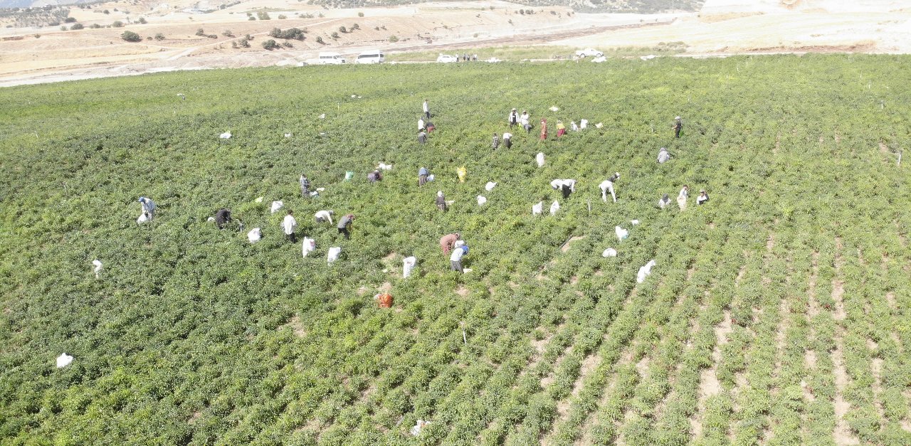 Hasat başladı, tarlada kilosu 200 lira! 30 bin ton verim bekleniyor