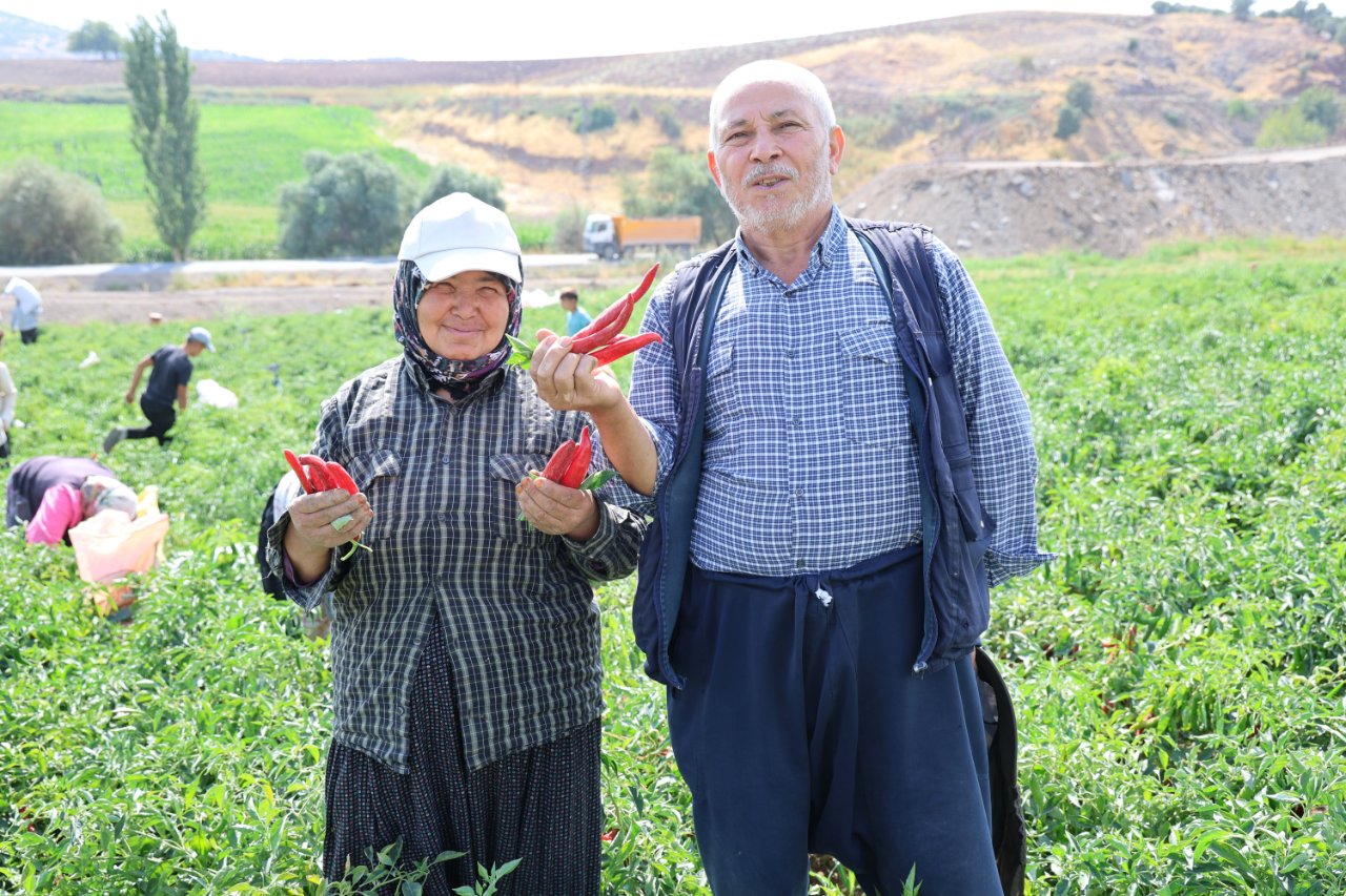 Hasat başladı, tarlada kilosu 200 lira! 30 bin ton verim bekleniyor