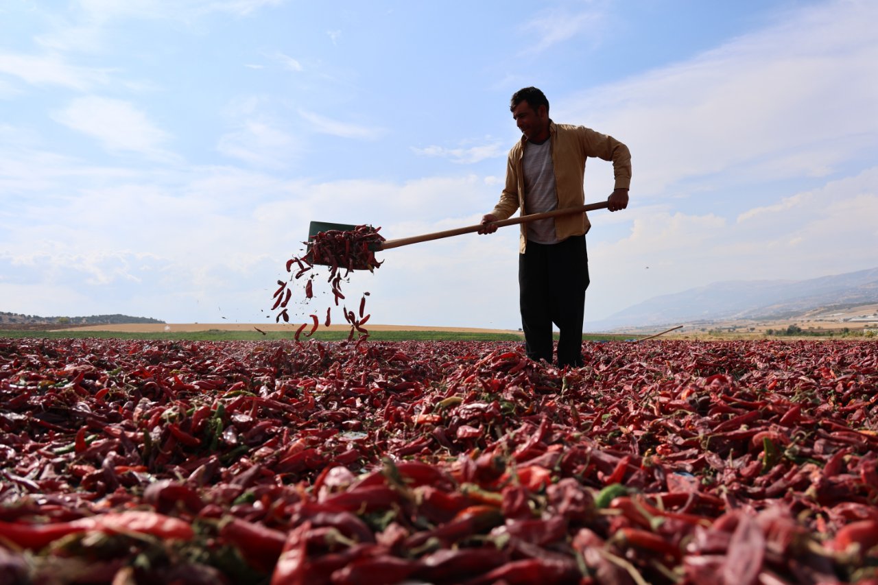Hasat başladı, tarlada kilosu 200 lira! 30 bin ton verim bekleniyor