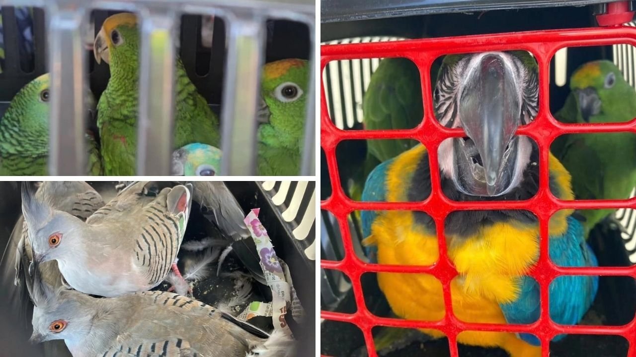 Hepsinin nesli tehlikede! Köprü gişesinde yakalandılar