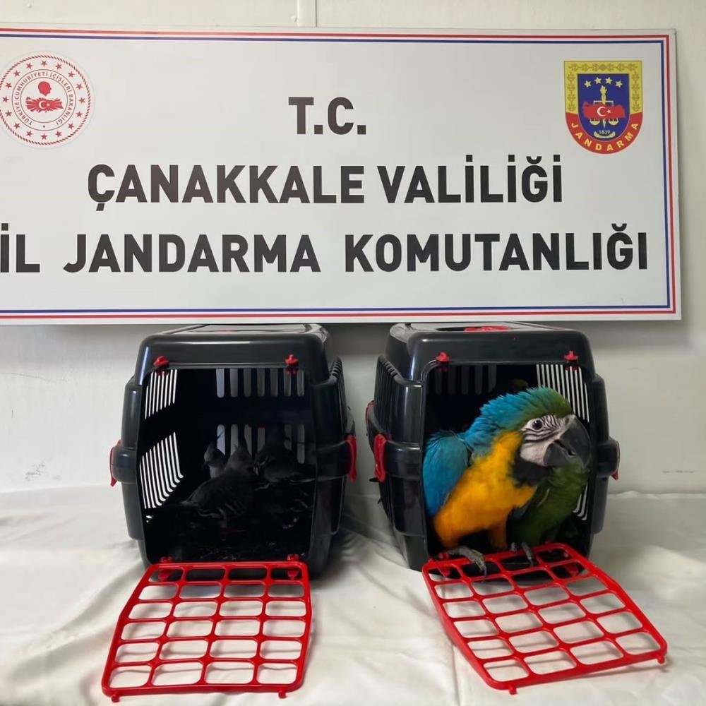 Hepsinin nesli tehlikede! Köprü gişesinde yakalandılar