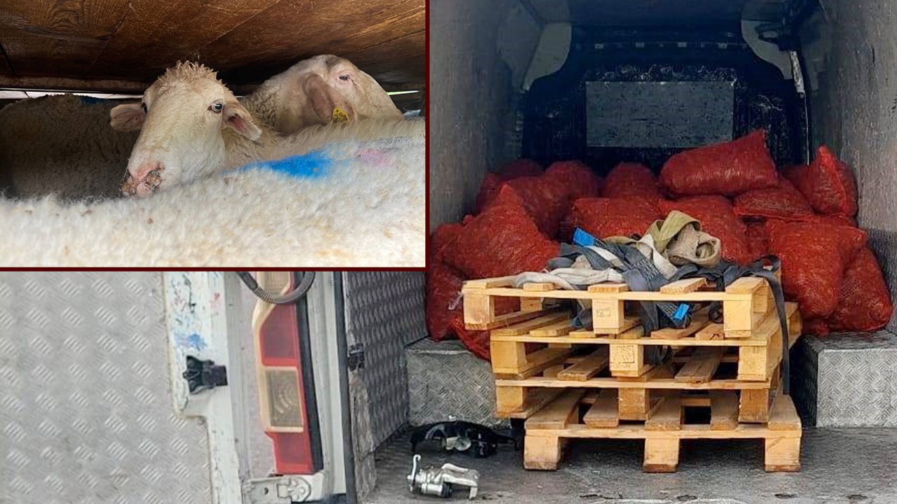 Tonlarca kaçak midye, raporu olmayan küçükbaş hayvanlar... Denetimde ceza yağdı