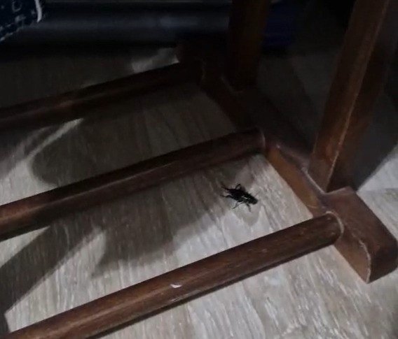 Geceleri hayatı zehir eden ses! Bir şehri uyutmuyor… Kimsede huzur kalmadı