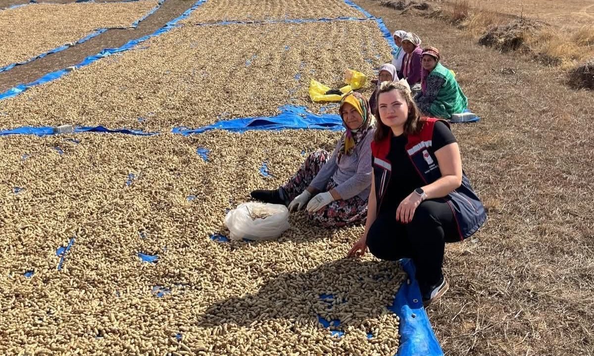 Meriç'te yer fıstığı hasadı başladı