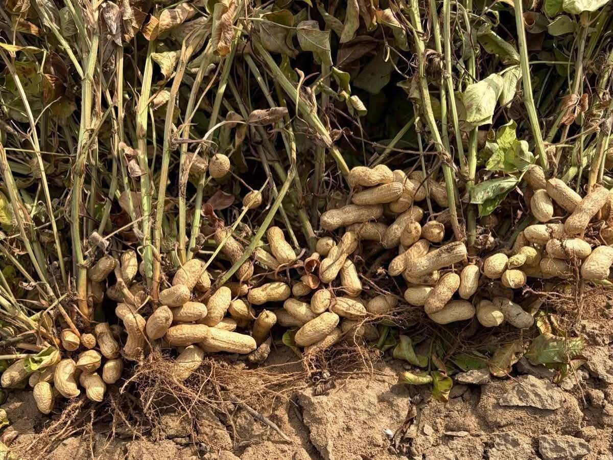 Meriçte yer fıstığı hasadı başladı