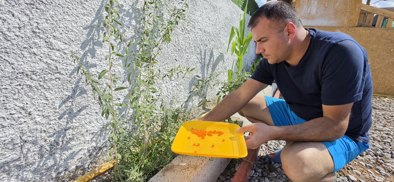 Çin tıbbının 2 bin yıllık şifa kaynağı! Bu kentte zoru başardılar, ilk yıldan verim yüksek