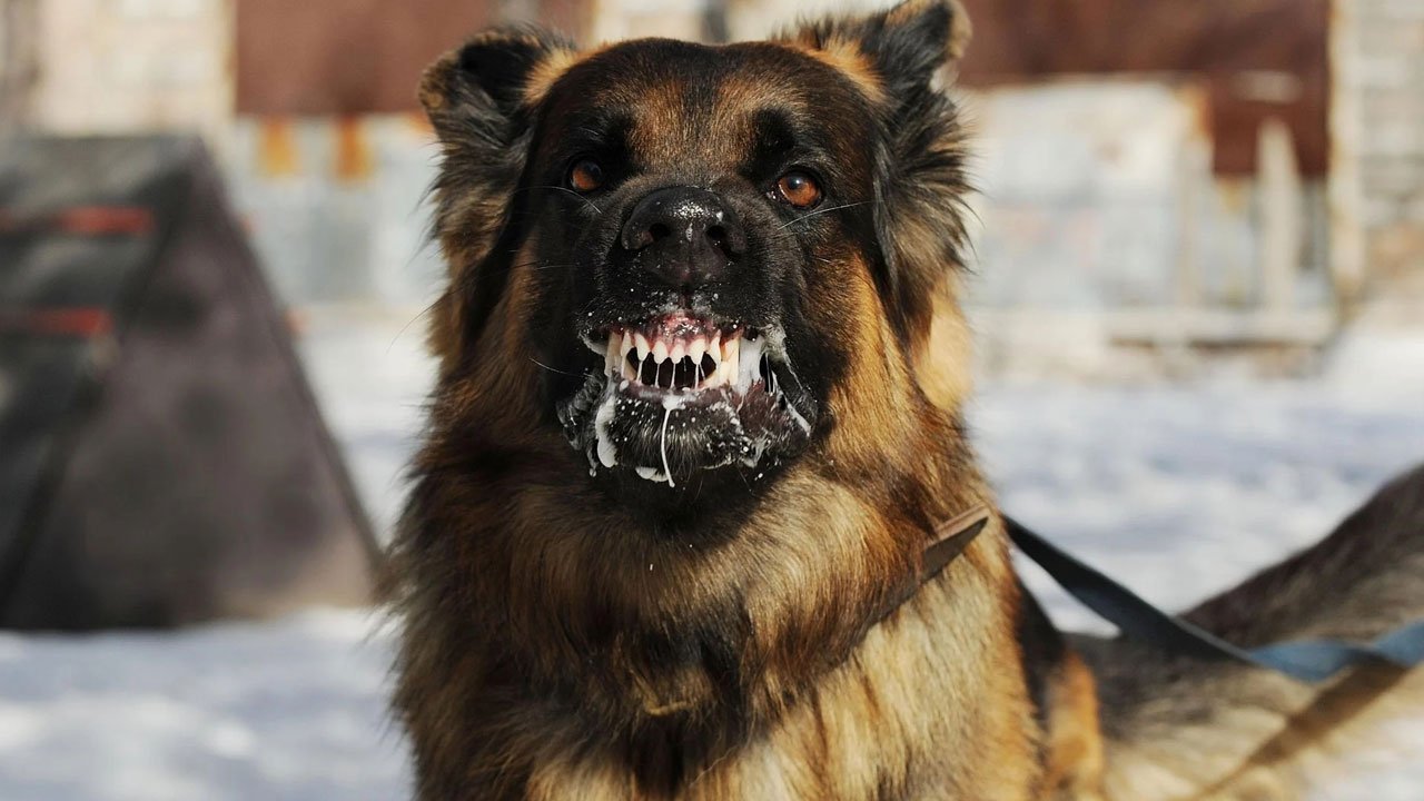 DSÖ açıkladı; Kuduzdan ölümlerin % 99 köpek kaynaklı