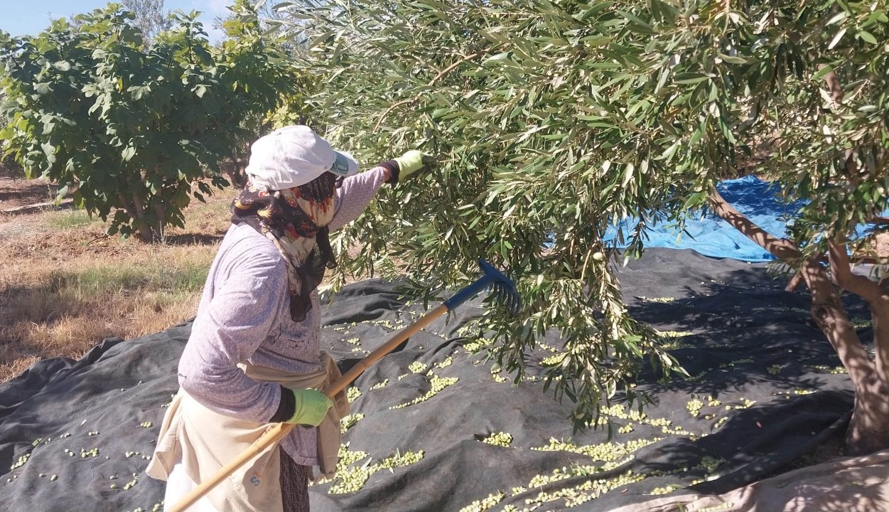 Zeytin üreticisi bu yıl fiyattan şikayetçi! Tarlada ne kadar? 