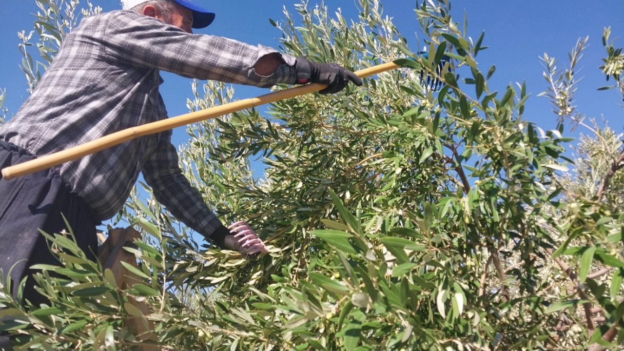 Zeytin üreticisi bu yıl fiyattan şikayetçi! Tarlada ne kadar?