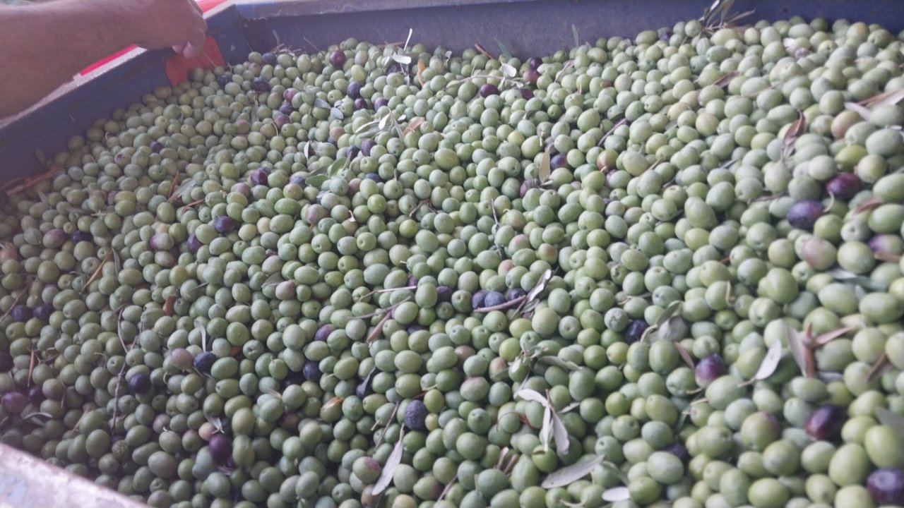 Zeytin üreticisi bu yıl fiyattan şikayetçi! Tarlada ne kadar?