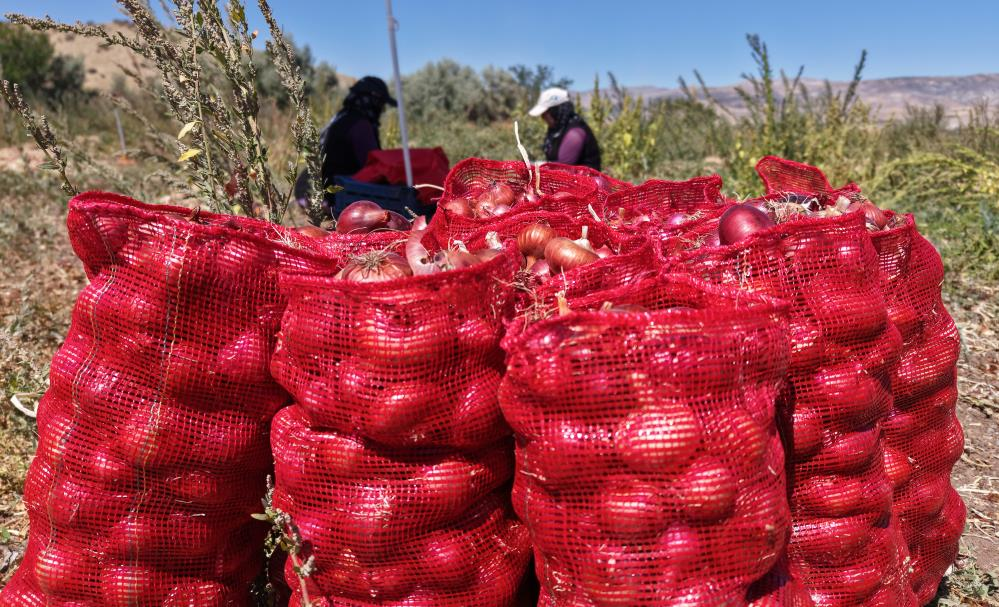 Birçok kadının ekmek kapısı! Coğrafi tescilli sebzenin kilosu 30 TL
