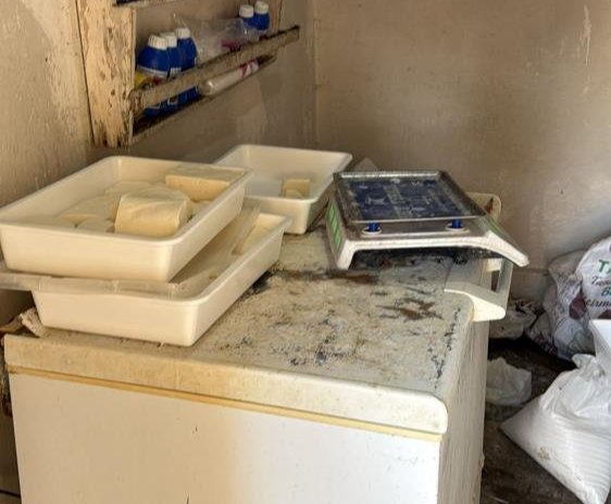 Kiliste mide bulandıran olay! Böcekler arasında peynir üretti, zabıtayı görünce duvardan atladı