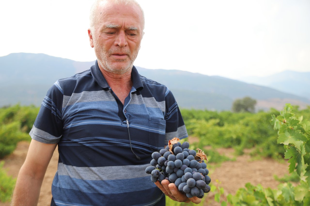 Tarlada 20, markette 80 lira! 'Hatun parmağı' ve 'Antep karası'nda hasat başladı