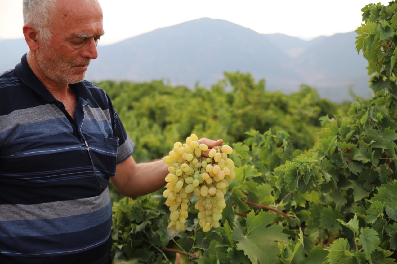 Tarlada 20, markette 80 lira! 'Hatun parmağı' ve 'Antep karası'nda hasat başladı