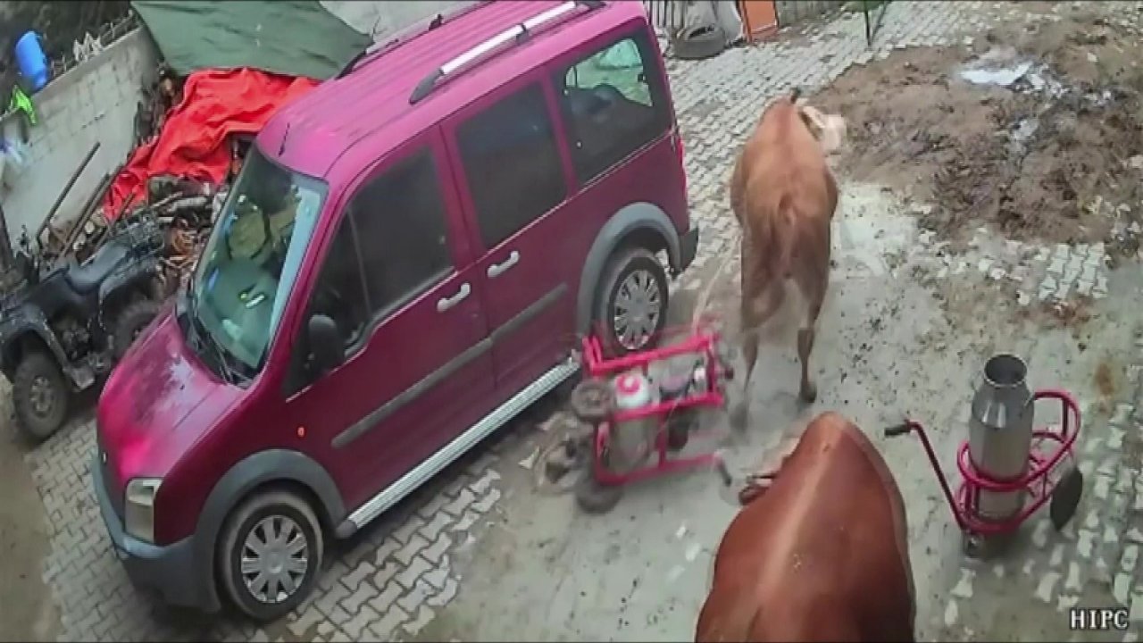 Amasya'da güldüren ve şaşırtan olay! Öfkeli boğa süt sağım makinesini böyle sürükledi