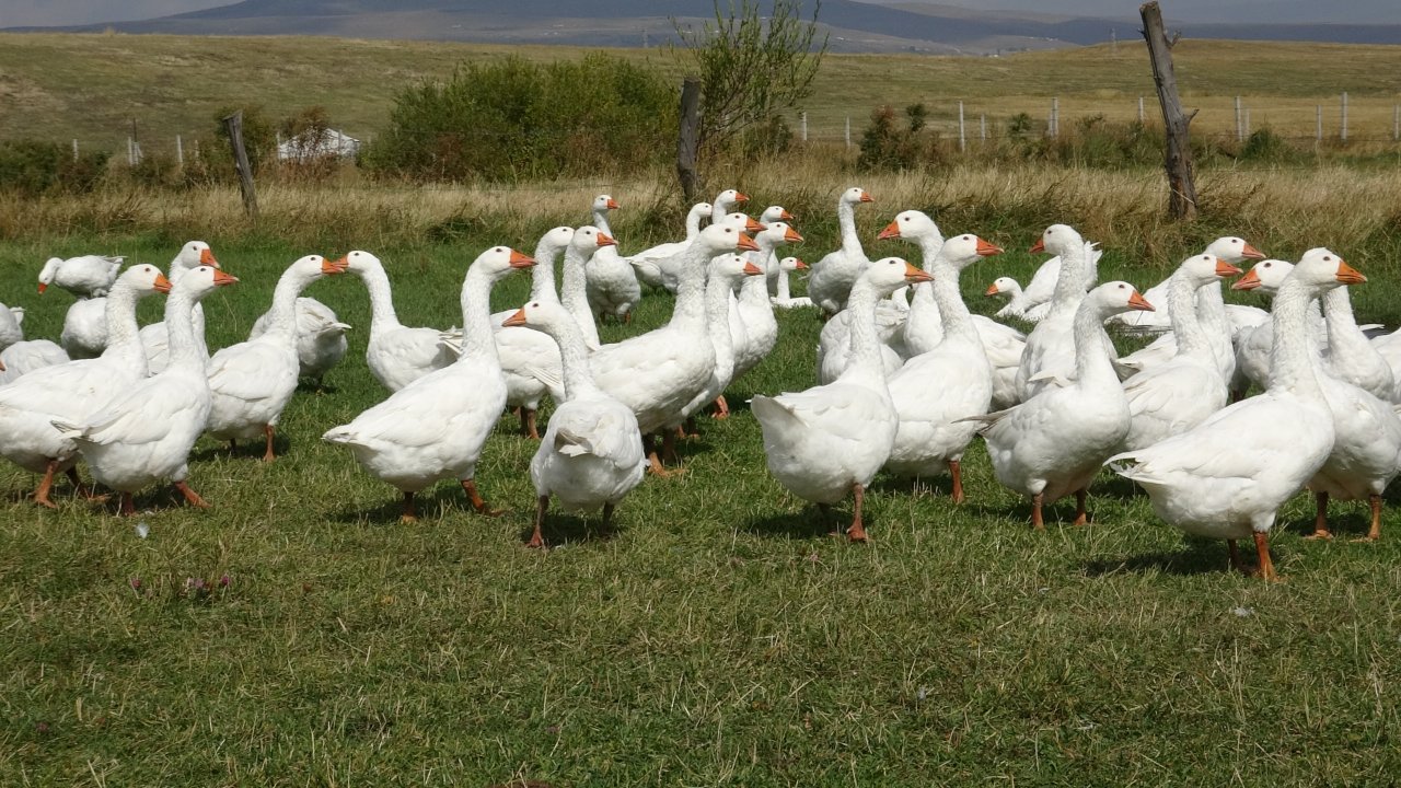 Belediye başkanlığını bırakıp bu işe girdi: Çok verimli, 6 ayda yetişiyor