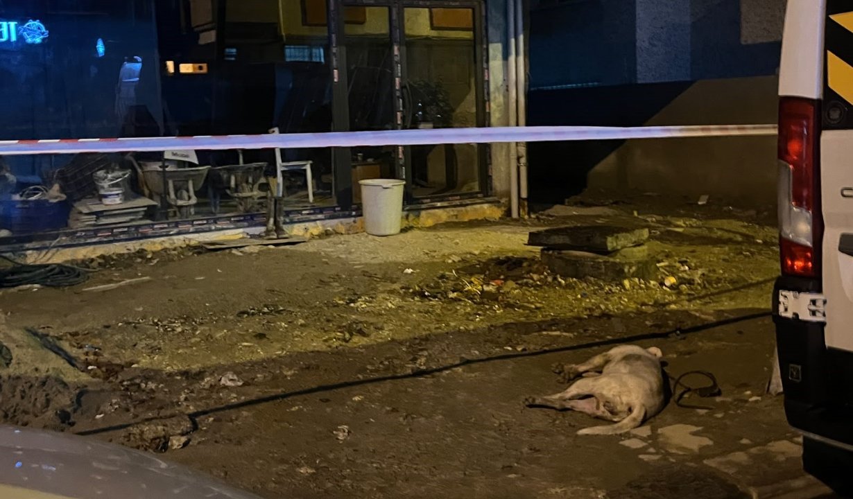 Küçükçekmece'de sahibiyle gezen köpek elektrik akımına kapılıp telef oldu